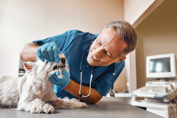 Best After-Hours Dental Trauma Care in Kechi, KS